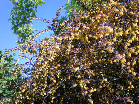 Fiori dalla Norvegia